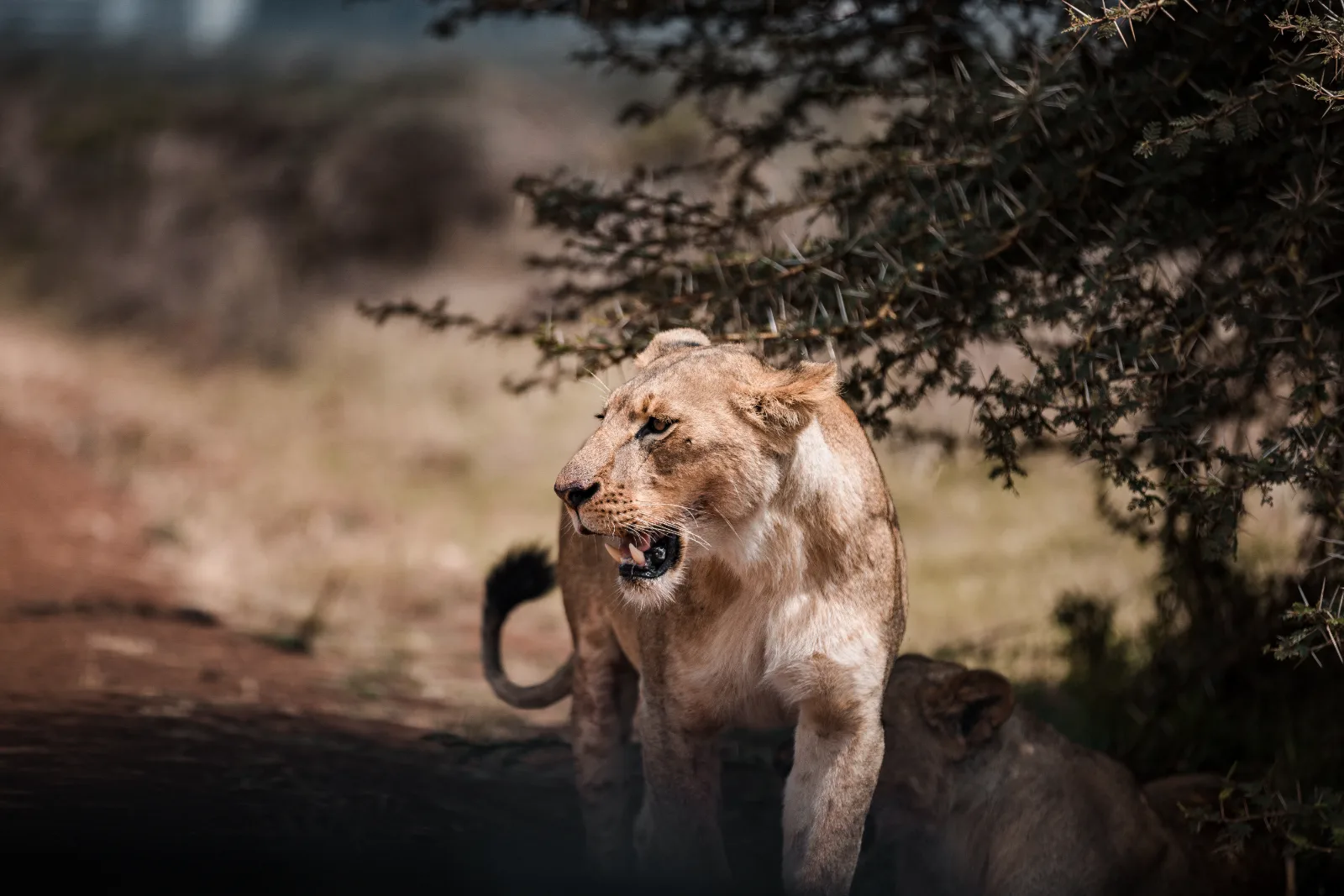 Nairobi utazási ajánlat – 