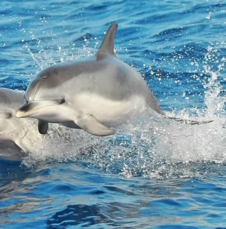 Morro Jable: Delfin- és bálnales, italok és úszás – programajánló Fuerteventura környékén