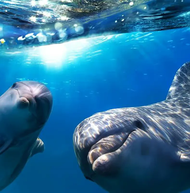 Gran Canaria: Delfin- és bálnales – programajánló Gran Canaria környékén