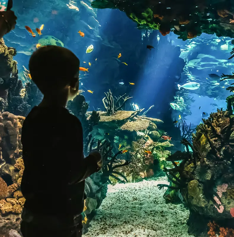 Lisszabon: Oceanário de Lisboa belépőjegye – programajánló Lisszabon környékén