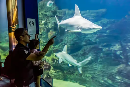  Valencia: Oceanogràfic belépőjegy – programajánló Valencia környékén