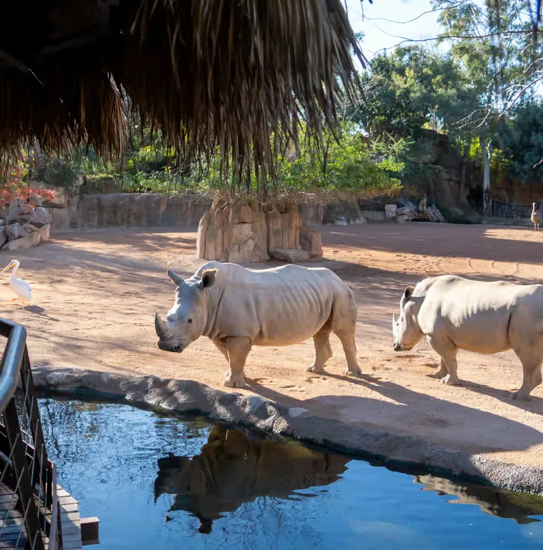 Valencia: Bioparc Valencia Belépőjegy – programajánló Valencia környékén