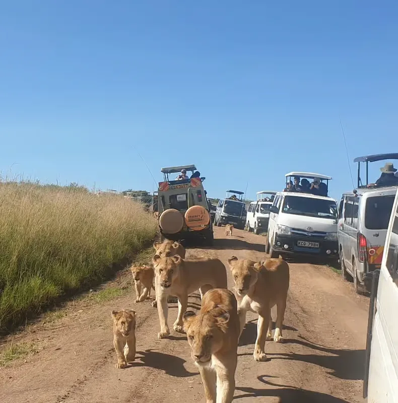 3 napos, 2 éjszakás csoportos szafari a Maasai Marában 4WD terepjáróval – programajánló Nairobi környékén