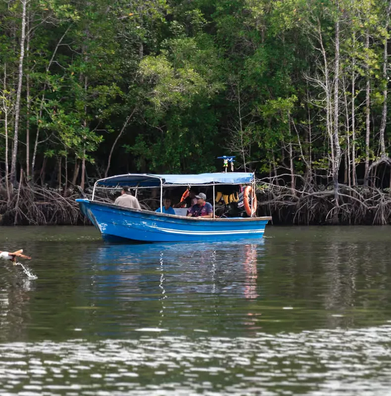 Langkawi: Mangrove River Cruise Közös utazás 3 óra – programajánló Langkawi környékén