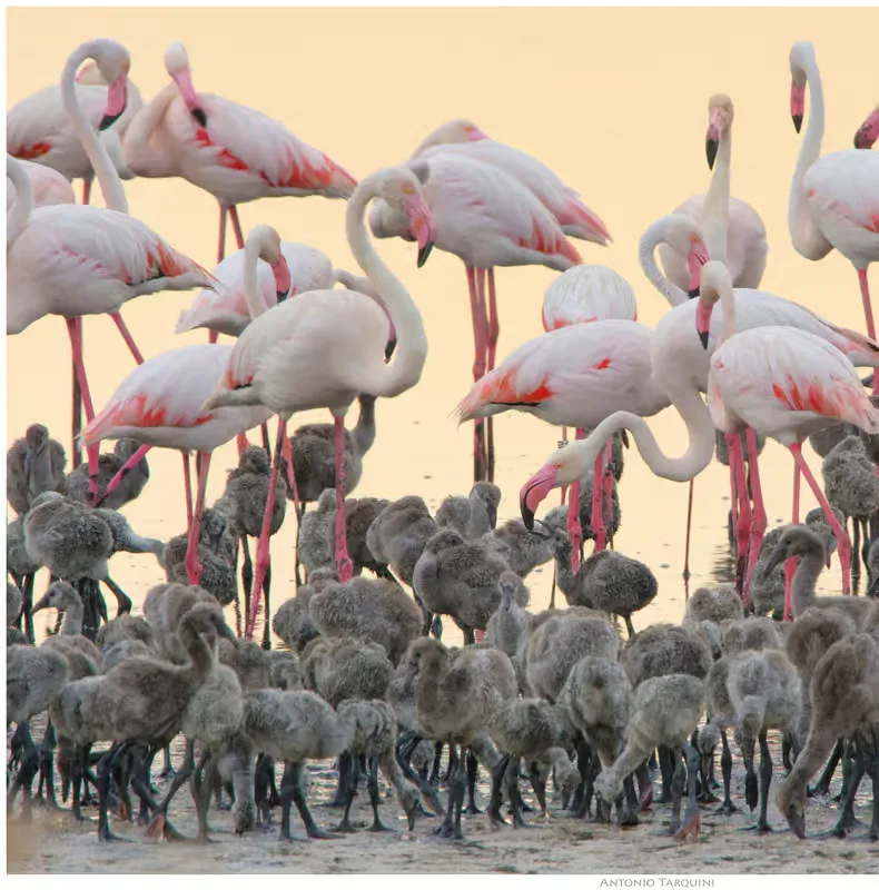 Cagliari: EcoSafari flamingótúra a Molentargius Parkban – programajánló Szardínia környékén