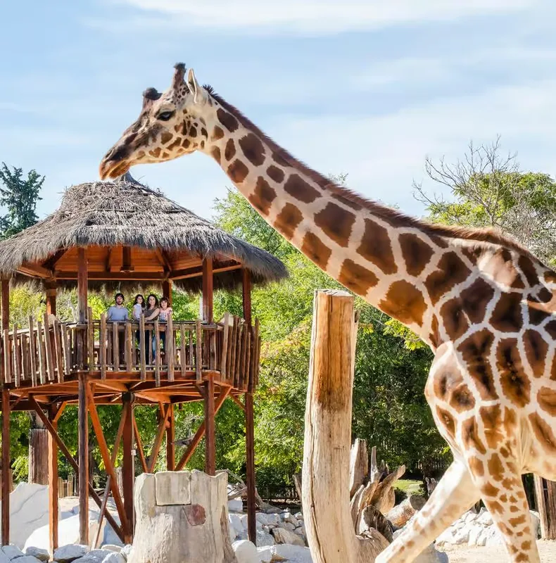 Madrid: Zoo Aquarium Madrid jegy – programajánló Madrid környékén