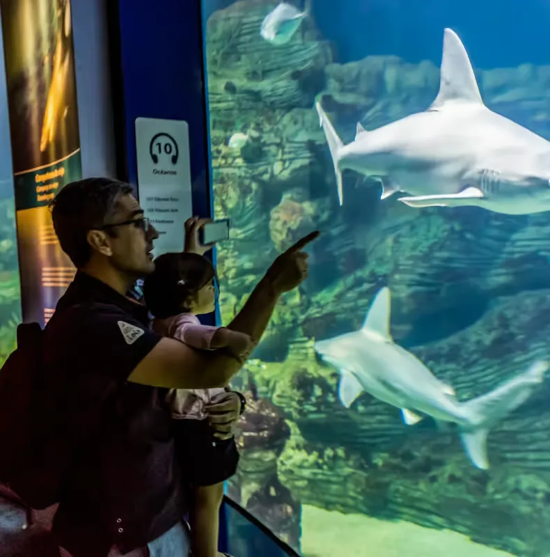 Valencia: Oceanogràfic belépőjegy – programajánló Valencia környékén