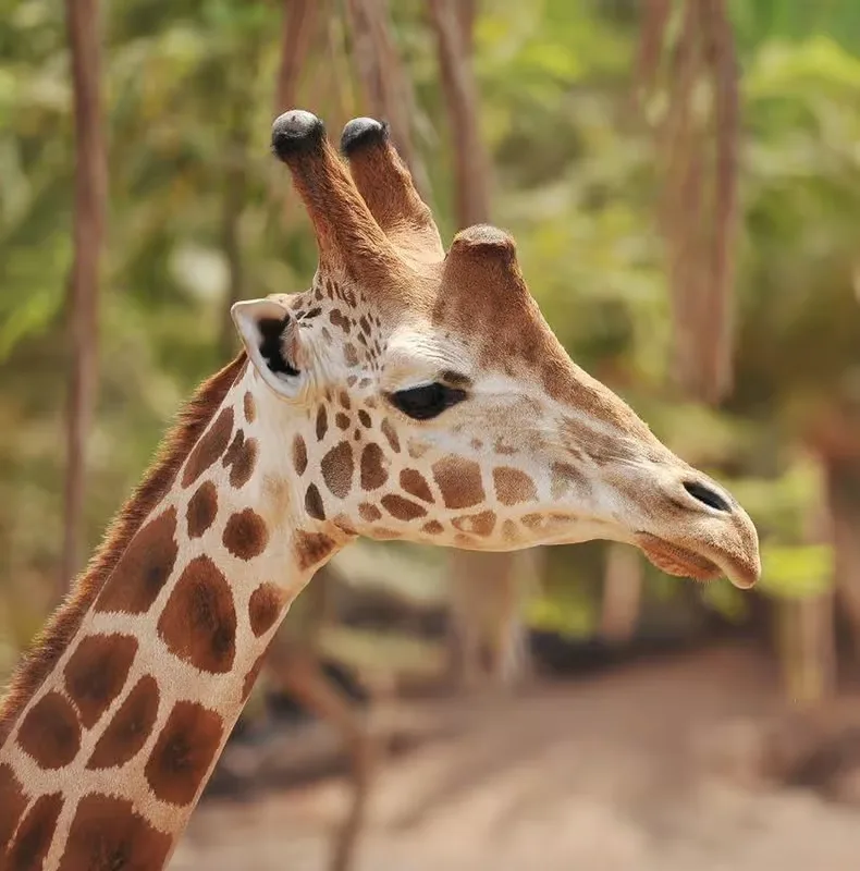 Fuerteventura: Oasis Wildlife belépőjegy – programajánló Fuerteventura környékén
