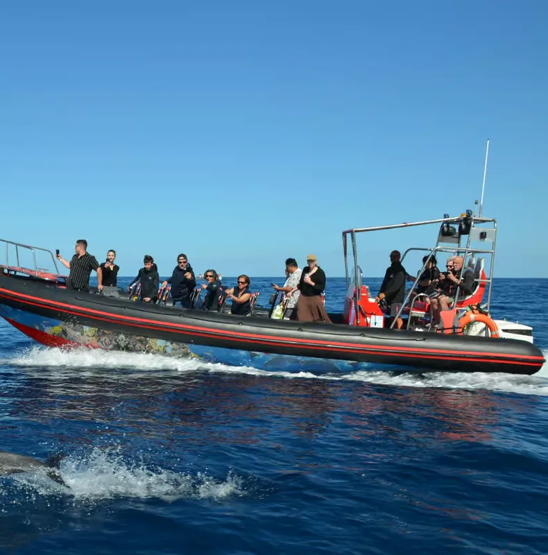 Delfin- és bálnales, valamint snorkelezés – programajánló Fuerteventura környékén